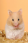 kleintierfotos hamster_-_goldhamster