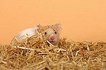 kleintierfotos hamster_-_goldhamster
