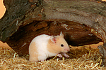 kleintierfotos hamster_-_goldhamster