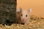 kleintierfotos hamster_-_goldhamster