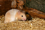 kleintierfotos hamster_-_goldhamster