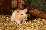 kleintierfotos hamster_-_goldhamster