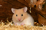 kleintierfotos hamster_-_goldhamster