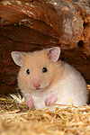 kleintierfotos hamster_-_goldhamster