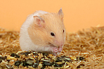kleintierfotos hamster_-_goldhamster