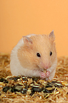 kleintierfotos hamster_-_goldhamster