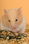 kleintierfotos hamster_-_goldhamster