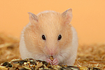 kleintierfotos hamster_-_goldhamster