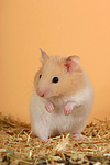 kleintierfotos hamster_-_goldhamster