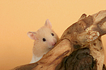 kleintierfotos hamster_-_goldhamster