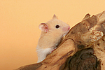 kleintierfotos hamster_-_goldhamster