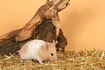 kleintierfotos hamster_-_goldhamster