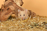 kleintierfotos hamster_-_goldhamster
