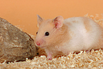kleintierfotos hamster_-_goldhamster