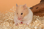 kleintierfotos hamster_-_goldhamster