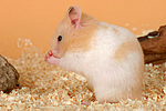 kleintierfotos hamster_-_goldhamster