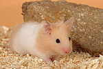kleintierfotos hamster_-_goldhamster