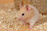 kleintierfotos hamster_-_goldhamster