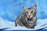 katzenfotos orientalisch_kurzhaar