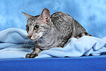 katzenfotos orientalisch_kurzhaar