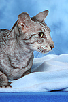katzenfotos orientalisch_kurzhaar