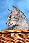 katzenfotos orientalisch_kurzhaar