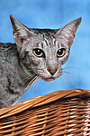 katzenfotos orientalisch_kurzhaar