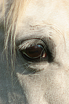 pferdefotos deutsches_reitpony