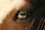 pferdefotos deutsches_reitpony