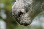 pferdefotos deutsches_reitpony