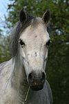 pferdefotos deutsches_reitpony