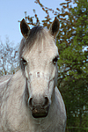 pferdefotos deutsches_reitpony