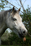 pferdefotos deutsches_reitpony