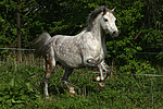 pferdefotos deutsches_reitpony