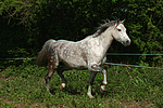 pferdefotos deutsches_reitpony