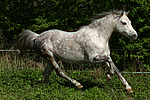 pferdefotos deutsches_reitpony