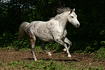 pferdefotos deutsches_reitpony