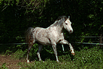 pferdefotos deutsches_reitpony