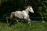 pferdefotos deutsches_reitpony