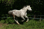 pferdefotos deutsches_reitpony