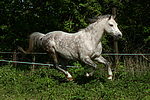 pferdefotos deutsches_reitpony