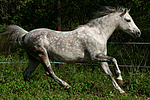 pferdefotos deutsches_reitpony