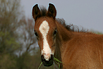 pferdefotos deutsches_reitpony