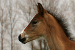 pferdefotos deutsches_reitpony