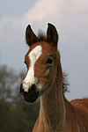 pferdefotos deutsches_reitpony