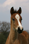 pferdefotos deutsches_reitpony