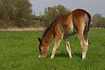 pferdefotos deutsches_reitpony