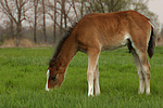 pferdefotos deutsches_reitpony