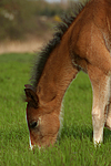 pferdefotos deutsches_reitpony