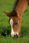 pferdefotos deutsches_reitpony